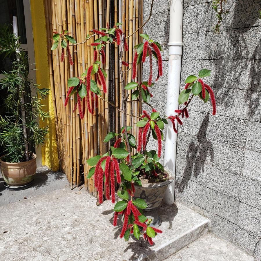 Maceió Pousada Maraki מראה חיצוני תמונה